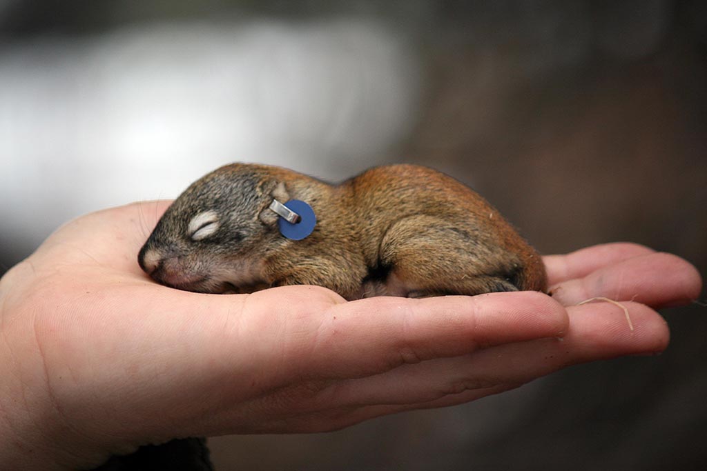 A Squirrel in the Hand is Worth the Whole World A Squirrel in the Hand is Worth the Whole World