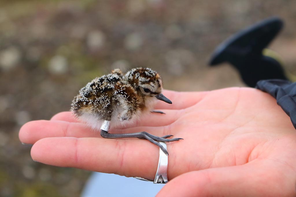 Little Bird in a Big World Little Bird in a Big World