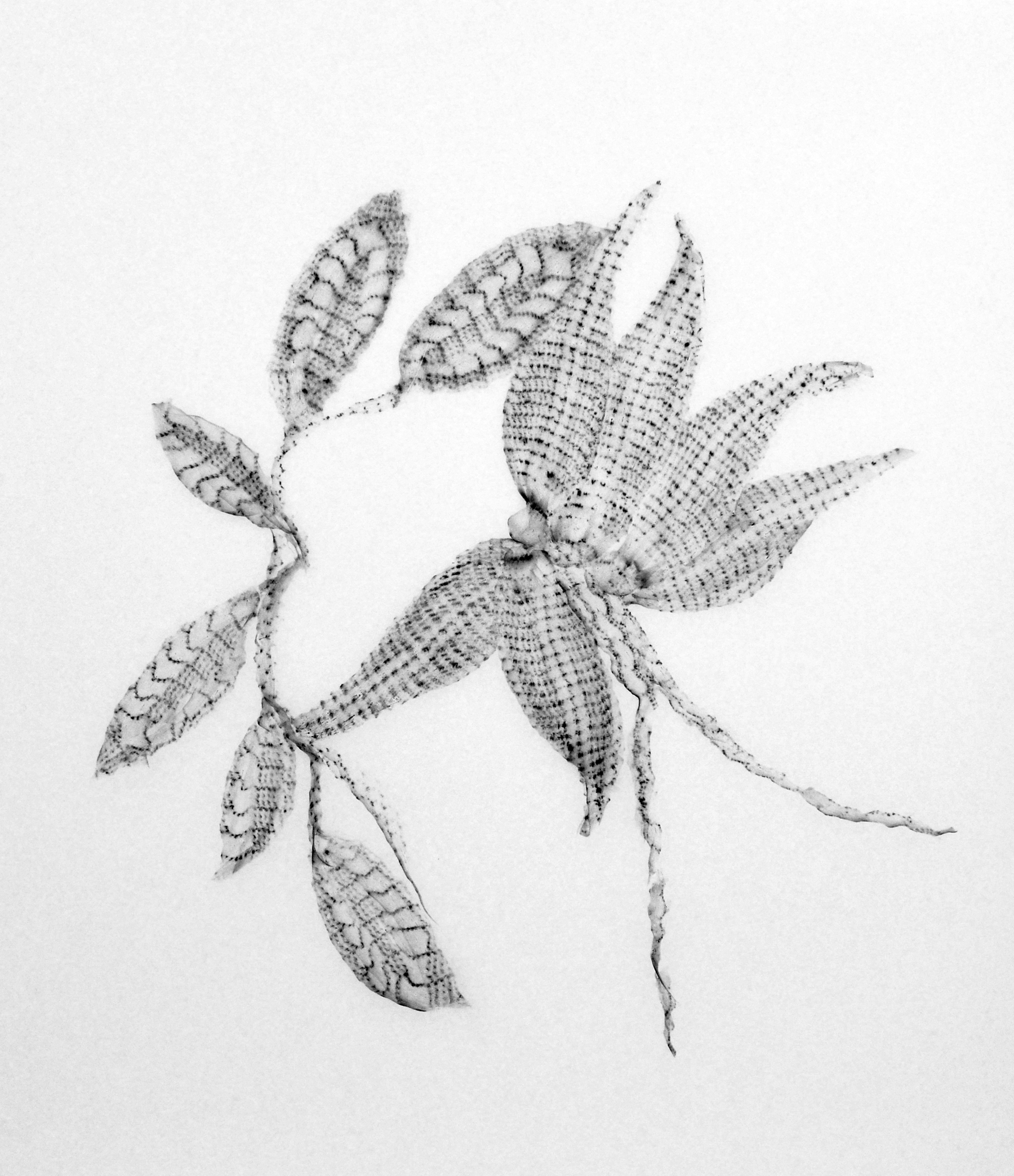 #11, Frolic Series by Joanne Lyons