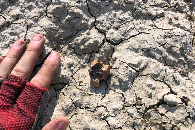 Champsosaur vertebra