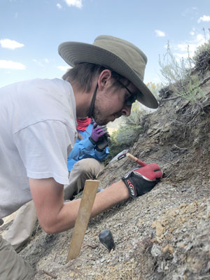 Uncovering the fossils